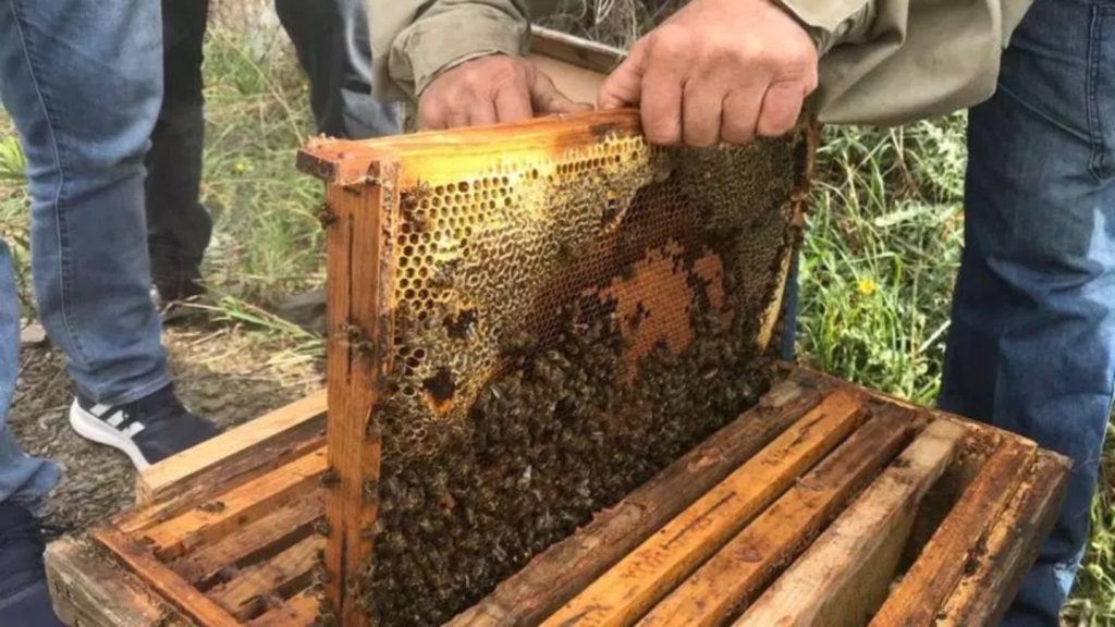 La cosecha de miel en Málaga se queda a la mitad por la sequía y el uso de pesticidas