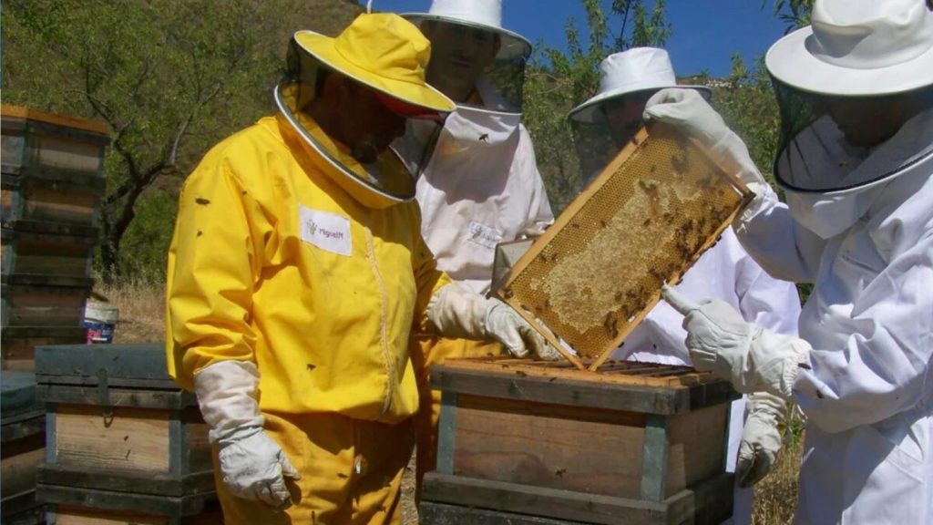 Los apicultores, entusiasmados tras la aprobación de la miel local por el Gobierno